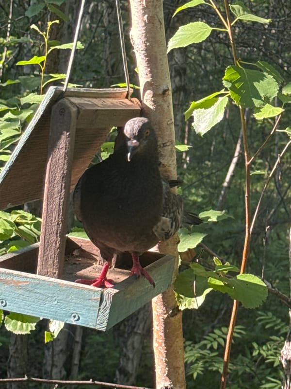 Summer forest walk in Bratsk — birds, blooms, and birch trees