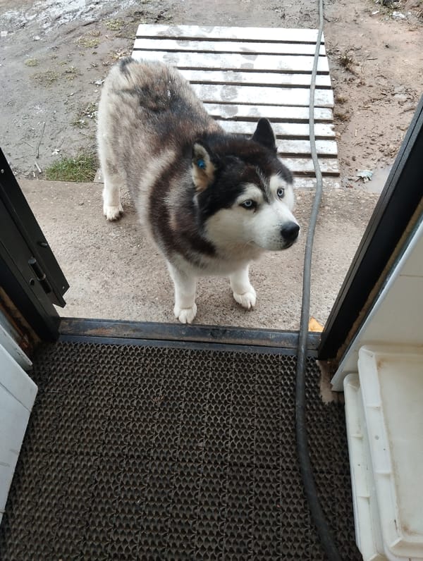 Morning scenes in Votkinsk: husky dog, Easter bakery displays