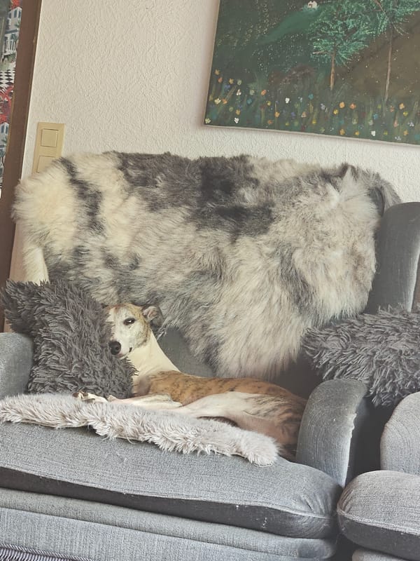 Quiet Sunday afternoon moments with pets and dessert in Konz