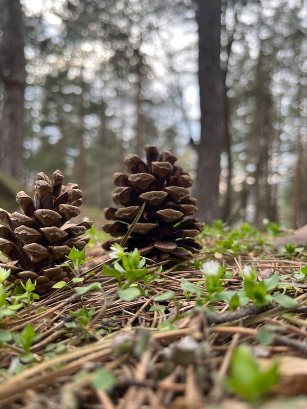 Pine cones documented on forest floor in Vladaya, Bulgaria