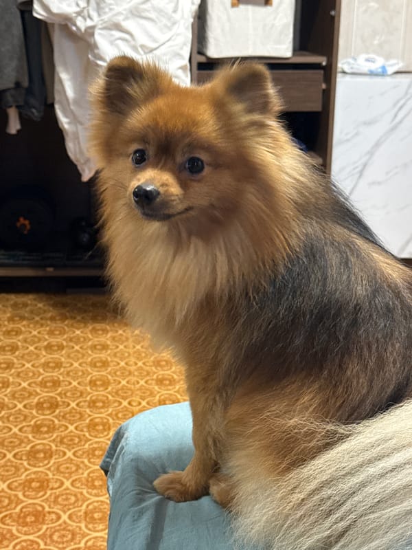 Pomeranian rules the apartment in an afternoon at home