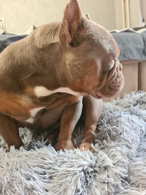 Bully breeds lounging on grey blankets at home