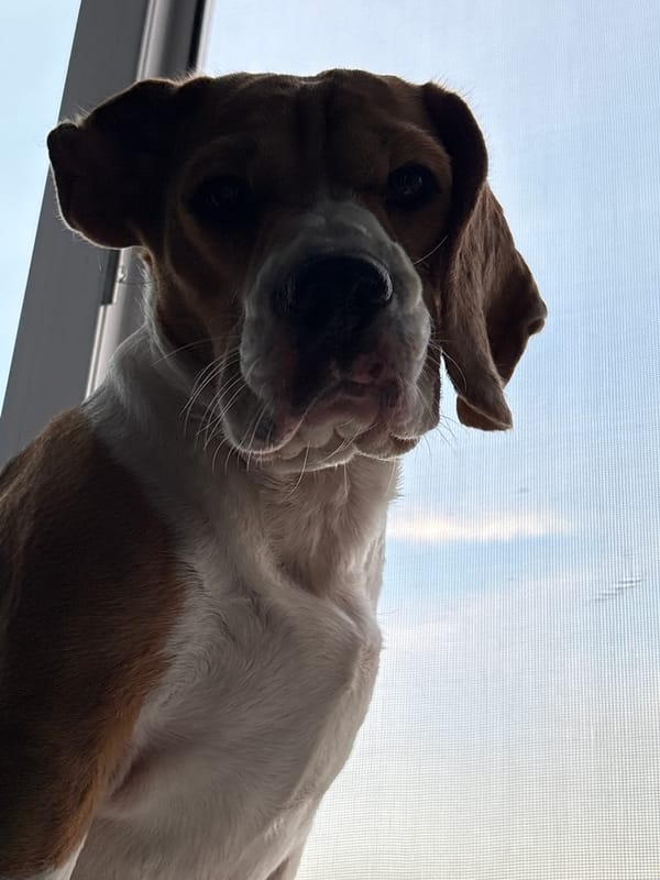 Beagle gets some lap time in rural Russia