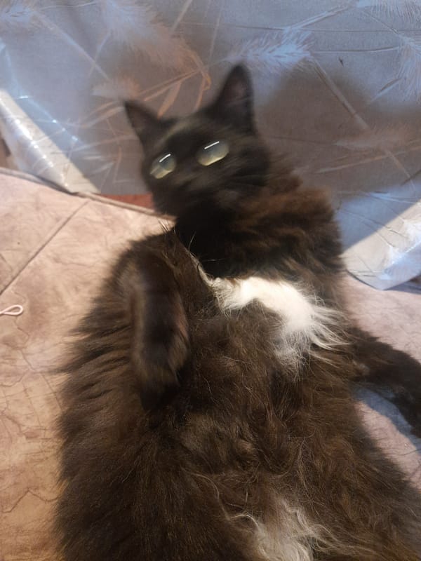 Domestic afternoon with pet cat and handmade crafts in Egypt