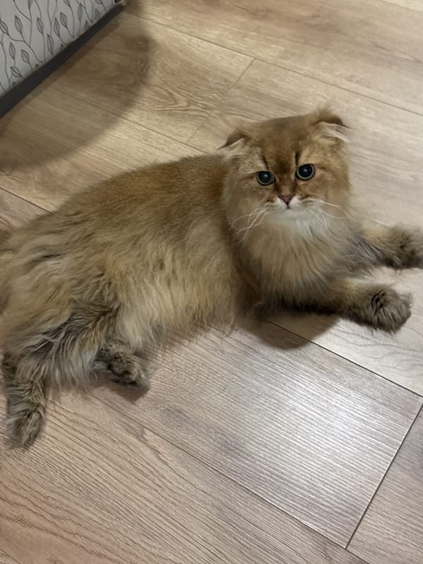 Kitten spotted lying on back in Moscow home