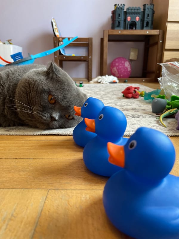 Grey cat, rubber ducks, and a cloudy day indoors