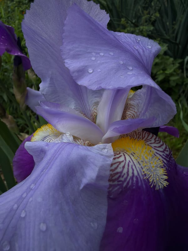 Person in Nike gear photographed with blooming irises in Lovech