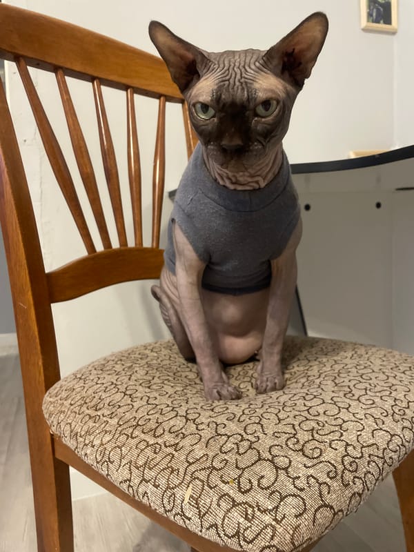 Clothed Sphynx cat sits on chair indoors