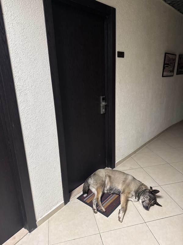Dog rests on rug in Batumi residential building