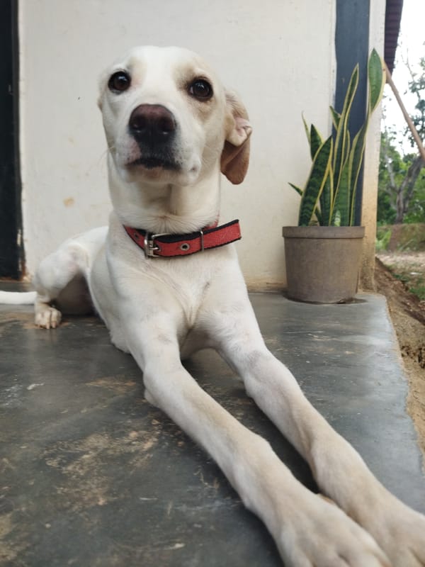 Evening scenes captured in Tinaquillo: dog, flowers, twilight trees