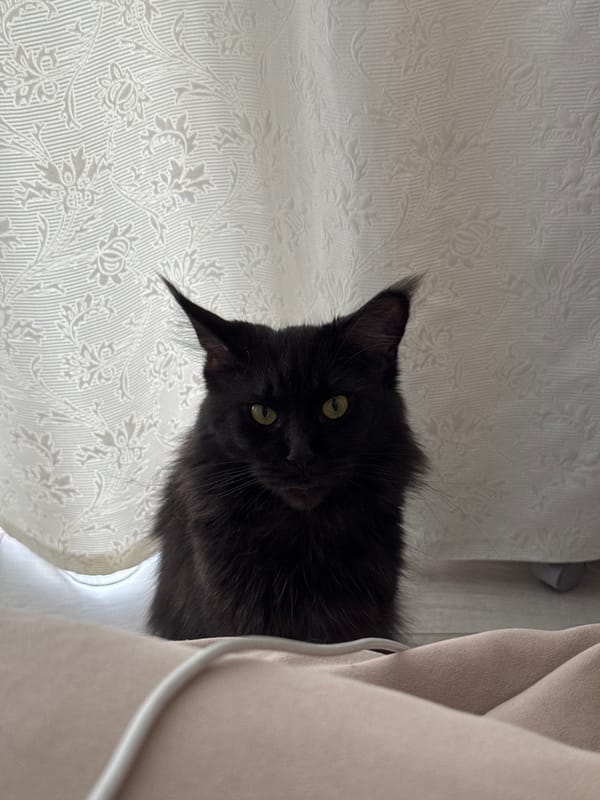 Domestic pets and overcast cityscape scenes documented in Sirius