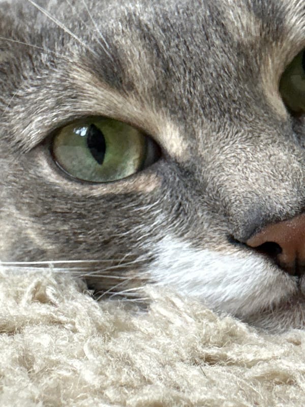 Gray tabby cat at home in Pisochyn, Ukraine
