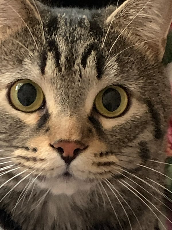 Tabby cat photographed resting on bed in Stavropol home