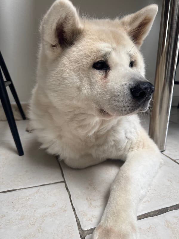 White Akita dog spotted indoors with owner in Wattrelos