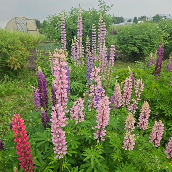 Lupine flowers bloom in colorful display in Russian town