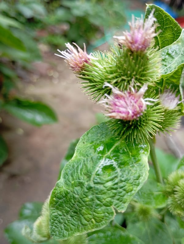 Morning garden macro tour, from pokeweed to sunflowers
