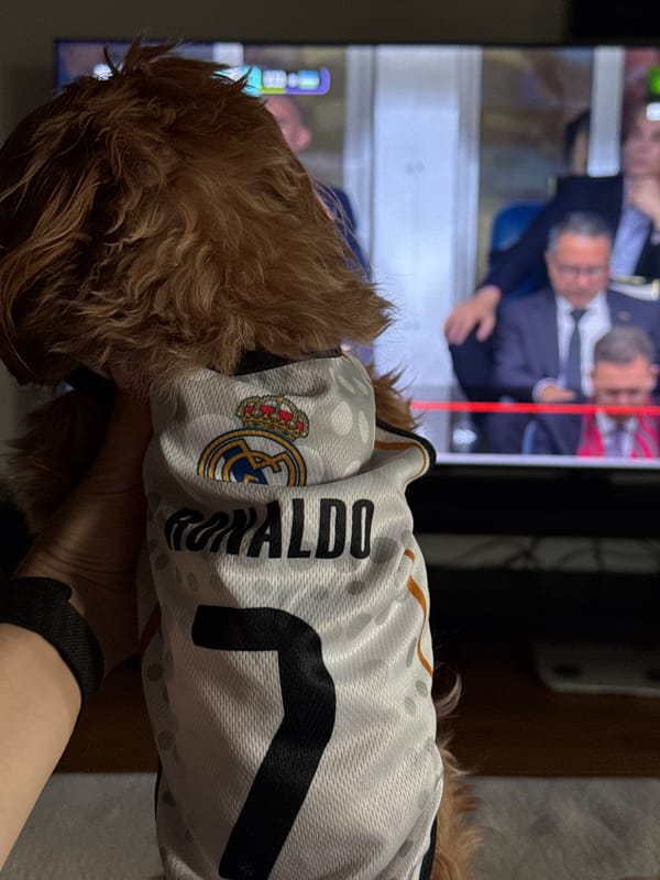 Dog in a Ronaldo jersey watches Real Madrid from the couch