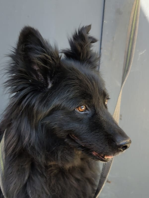 Close-up of a black long-haired dog looking sideways