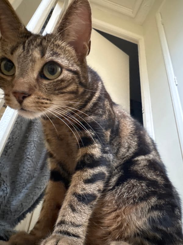 Indoor cat photography session in Desborough home