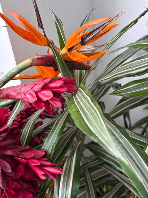Tropical flowers and interior spaces documented in San Isidro