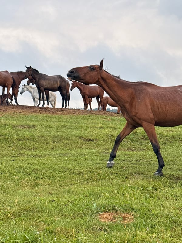 Horse herd grazing in a rural Lithuanian pasture on a cloudy day