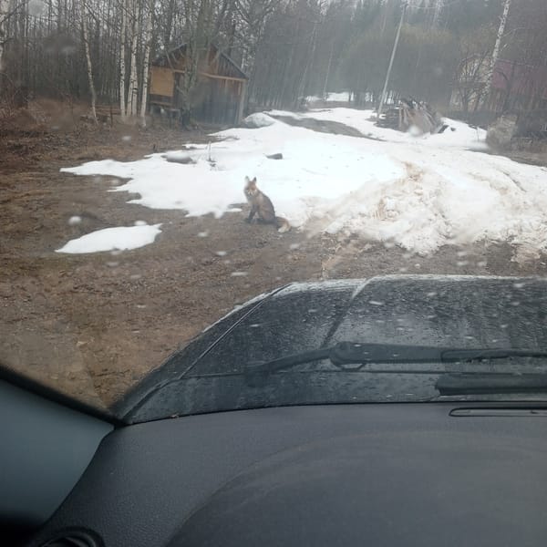 Fox spotted on muddy road during spring melt in Vil'va, Russia
