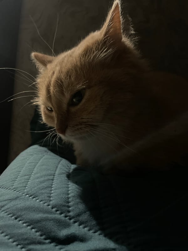 Evening documentation of cats, streets, and moon in Chaikovsky, Russia