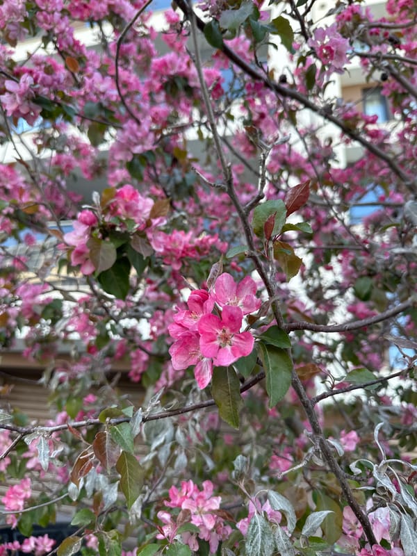 Morning walk documented through springtime Sofia streets