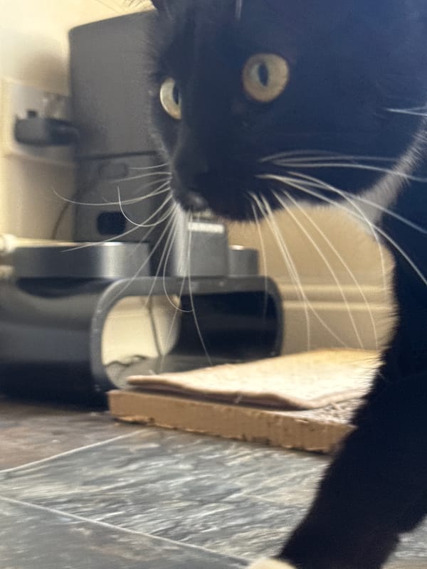 Witness documents cats in Desborough over three-minute period
