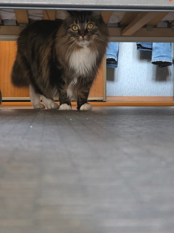 Omsk apartment cat photographed from every angle