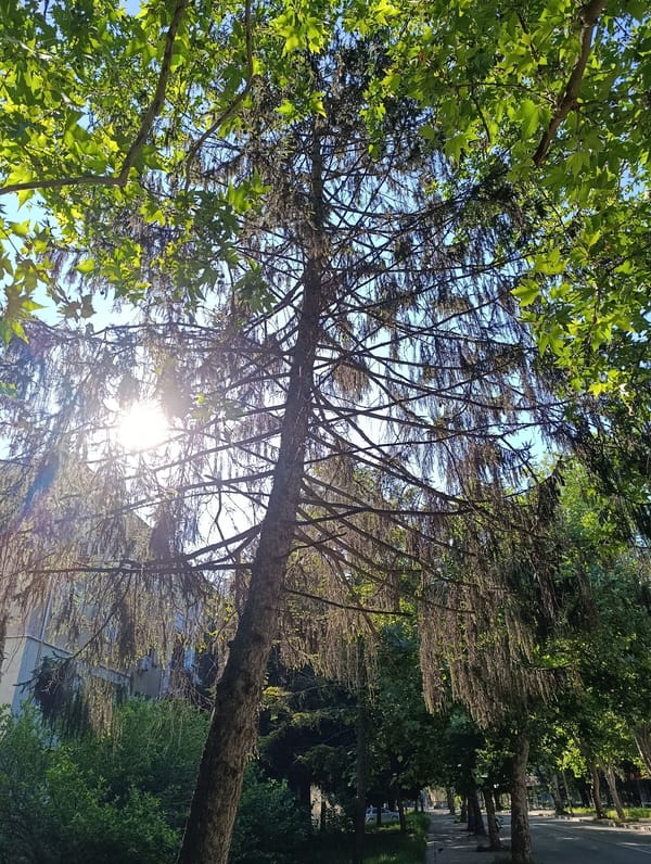 Morning walk documented through residential Razgrad, Bulgaria