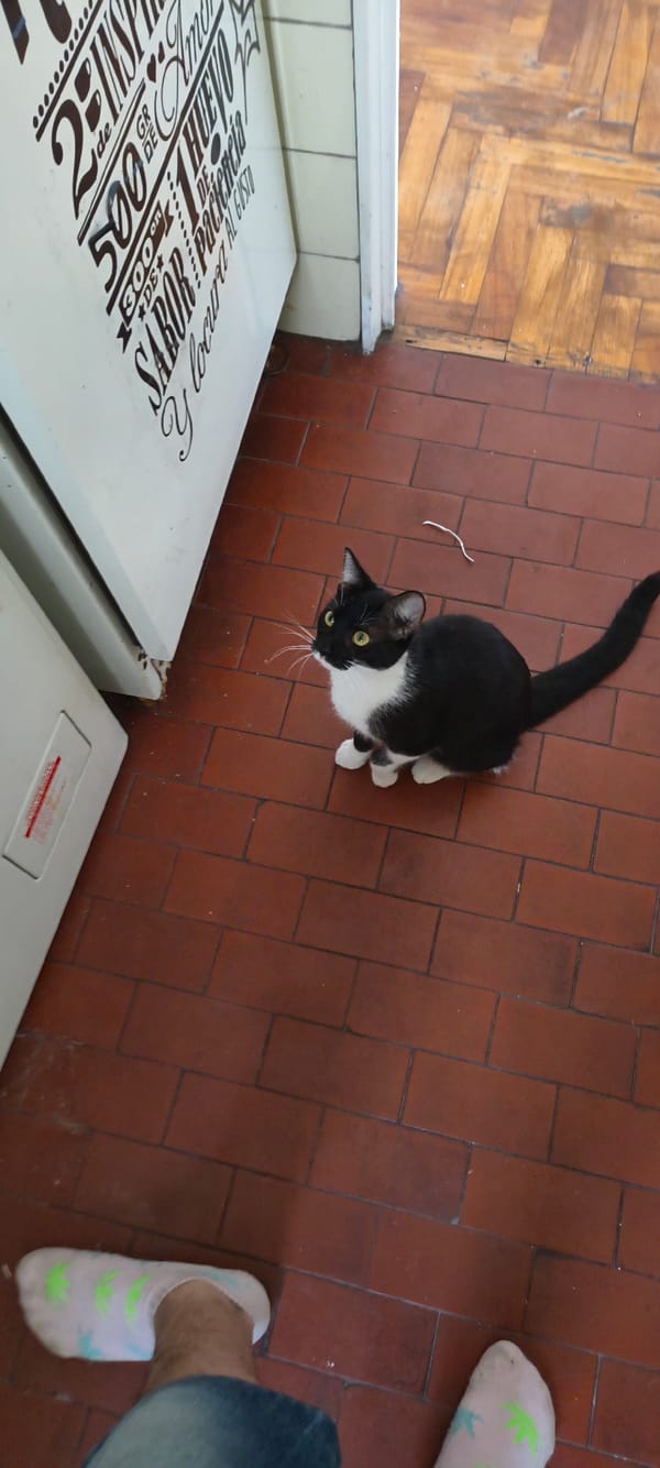 Cat photographed on red tile floor in Buenos Aires