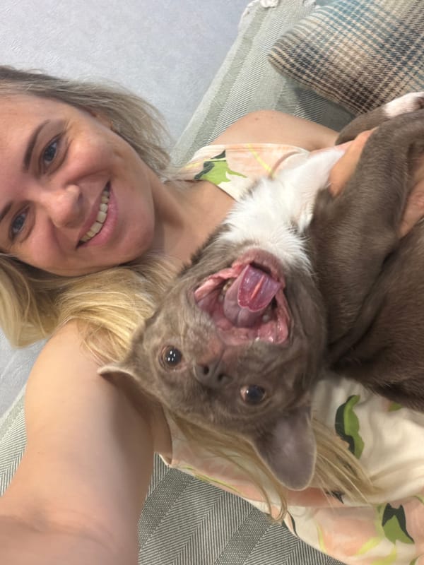 Chihuahua and friend hang out at home in Votkinsk