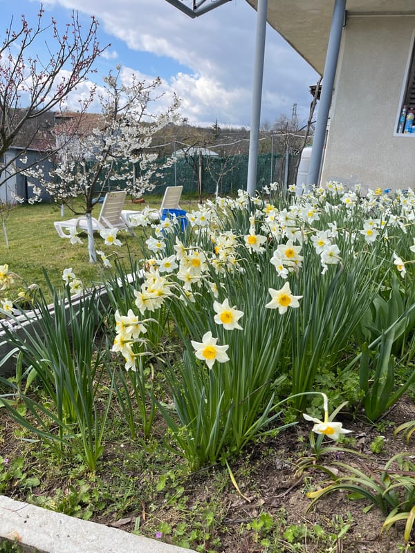 Spring blooms and traditional decorations observed in Bulgarian village