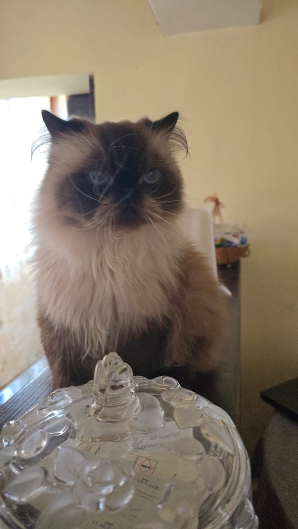 Balinese cat spotted near glass container in Tsarevo, Bulgaria
