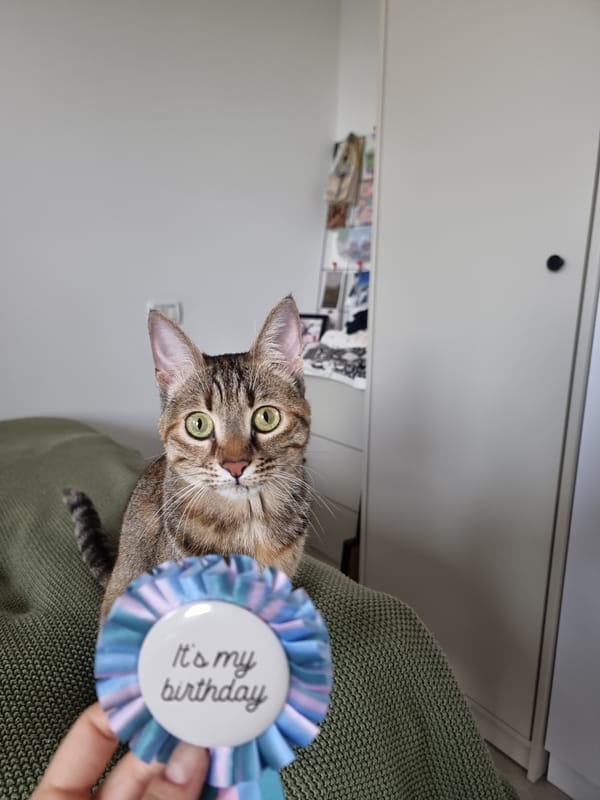 Cat celebrates second birthday with rosette in Ramat Gan