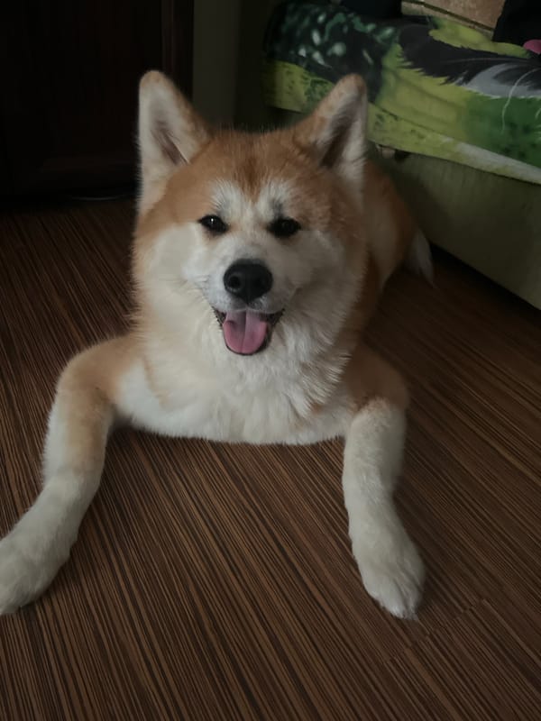 Minsk resident documents afternoon with Akita dog at home