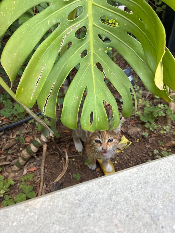 Kittens roaming a garden in Alanya, Turkey