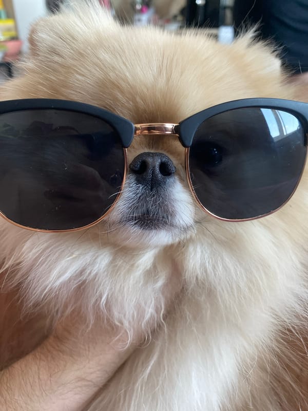 Pomeranian dog spotted wearing sunglasses in Krasnodar, Russia