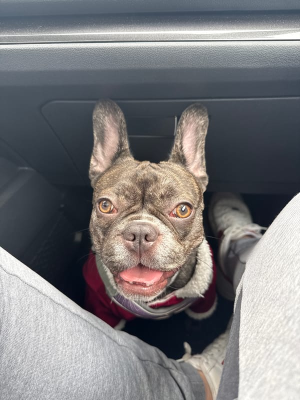 French Bulldog travels with owner in Pleven car trip