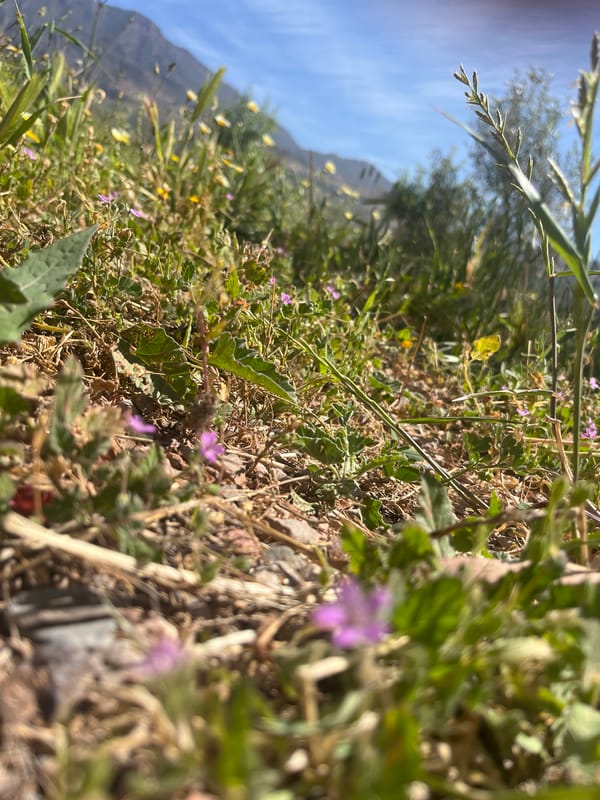 Spring wildflowers and palm trees documented in Ouaouizert, Morocco