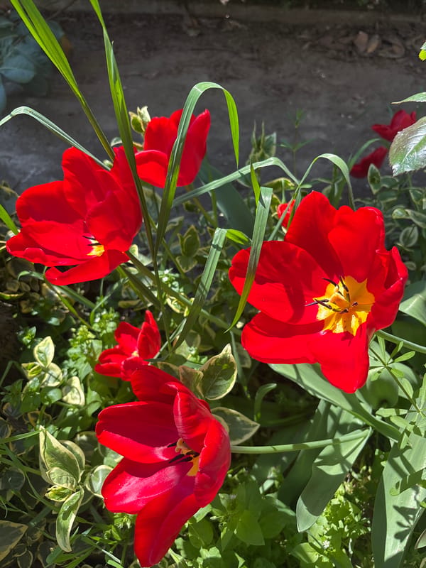 Red tulips bloom in Bulgarian garden