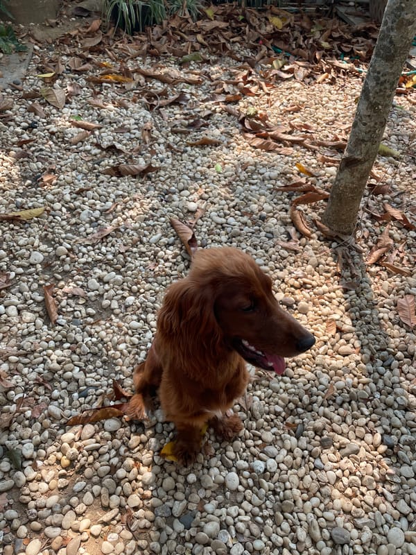 Morning moments with dog and fresh fruit in Thailand