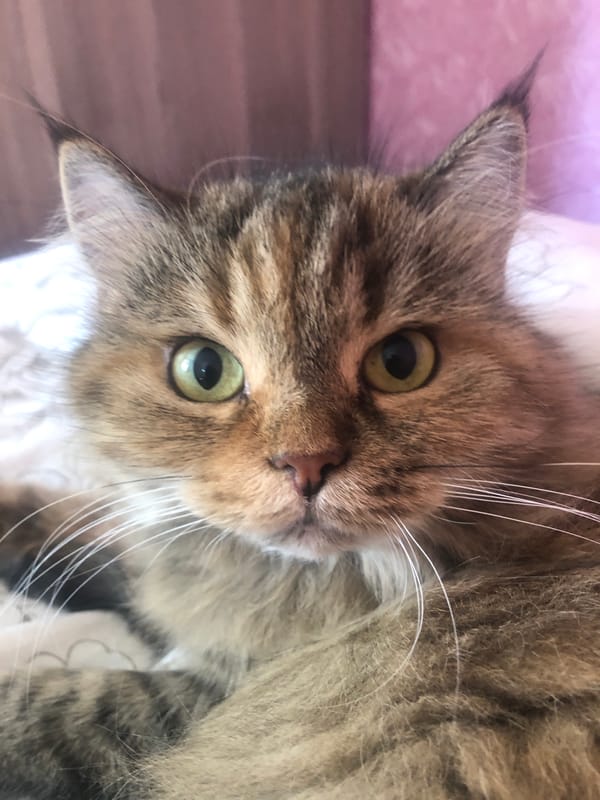 Fluffy tabby cat lounging across pink and purple surfaces