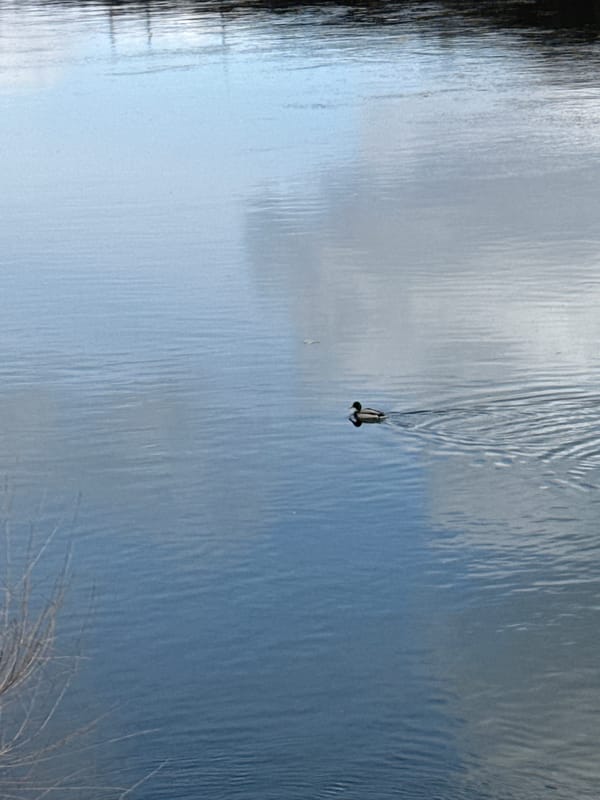 Ducks observed swimming and feeding in Krasnoyarsk waters