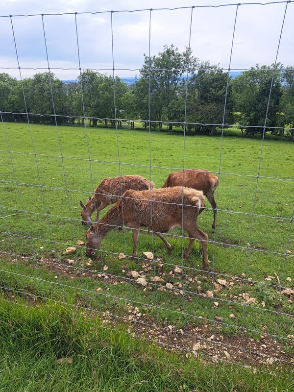 Family visit to Broadway Tower and deer park