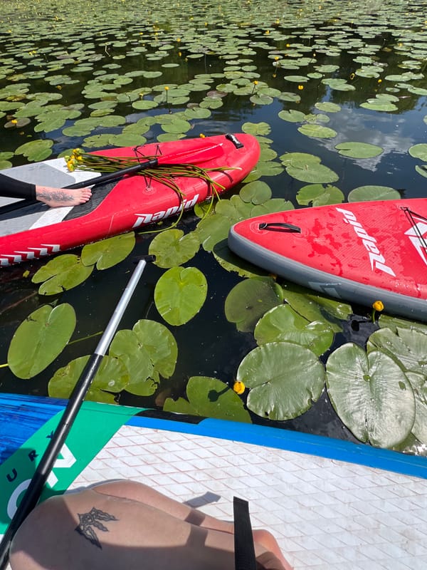 Paddleboarders collect water lilies on Ukrainian lake