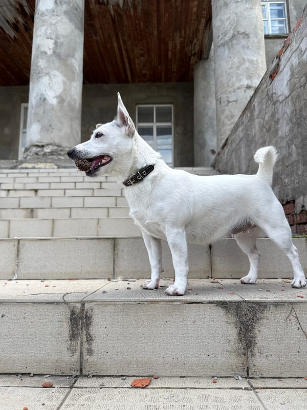 Morning scenes documented in Lysva, Russia with dog and buildings