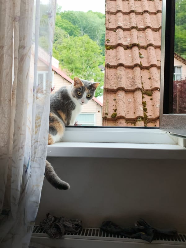 Calico cat on a Sochi windowsill, early July morning