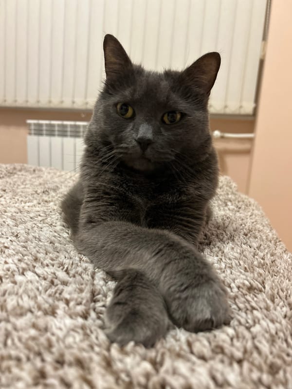 Grey cat rests peacefully in Veliko Tarnovo home